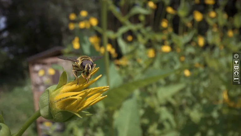 Climate-friendly farming with eTrac and Silphie