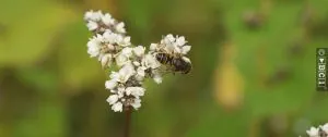 Biene auf Buchweizenblüten, Bild aus einem Film von Business Channel One