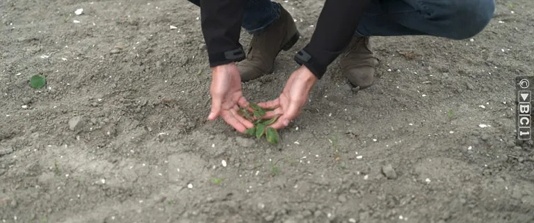 volunteer potatoes