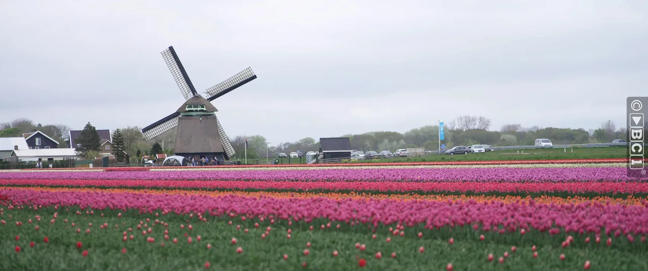Sustainable flower bulb cultivation in practice