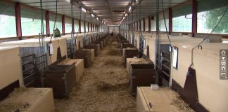 Natural habitat for pigs simulated Natuurlijke leefomgeving voor varkens nagebootst