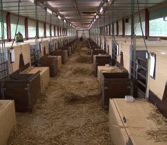 Natural habitat for pigs simulated Natuurlijke leefomgeving voor varkens nagebootst