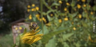 Climate-friendly farming with eTrac and Silphie insect op silphie
