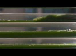 From biogas to superfood: Sustenso’s circular breakthrough Algen kweken met overtollige CO2 van een biogasfabriek